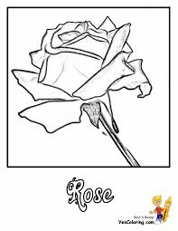 Here is a rose coloring sheet for the little nature lover in your home! Sweet Rose Flowers Coloring Pages 26 Free Rose Coloring Pages