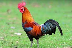Because the sound of a machine gun would usually wake everyone up in the morning. Roosters Hens And Chicks