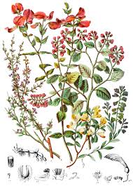 Image result for Polygalaceae