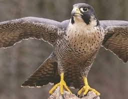 صقر الشاهين يعيش في دولة الامارات العربيه Shaheen Falcon Animals Photo Owl