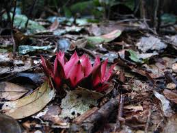 Image result for Thonningia