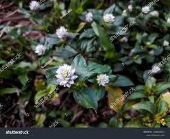 Image result for Alternanthera caracasana
