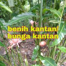 600 gm udang basah (kopek kulitnya dan bersihkan kulit udang dan blender, ambil airnya). Kantan Benih Pakej 3 Pokok Bunga Kantan Segar 15 Asam Pedas Laksa Shopee Malaysia