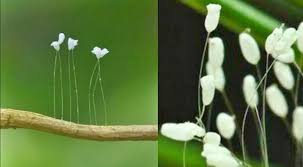 We did not find results for: Bunga Surga Yang Langka Hanya Tumbuh Di Indonesia Borobudurnews