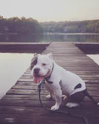 Olde pit bulldogge breed appearance. Pitbull Bulldog Mix 10 Amazing Facts That Everyone Loves About This Pit Mix American Bully Daily