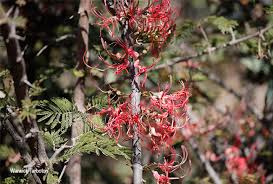 Image result for Plicosepalus