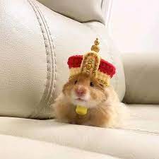 The hamster cult was created by gen z tiktok users to counter the popular lana del rey cult. Hamsterland Hamster Land1 On Tiktok Hamster Maze Foryou Susse Hamster Susse Ratten Lustige Hamster