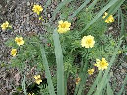 When viewed in a mass, the brilliant combination of red, orange, and yellow resembles brightly woven fabric. Wild Yellow Flowers Grow On The Side Of The Road Steemkr