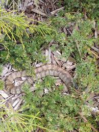 Tiger Snake Cranbourne Botanical Gardens Vic Botanical Gardens Botanical Animals