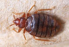 Image result for bed bugs eggs
