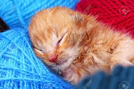 645 125 cat small kitten. New Born Baby Cat Sleeping Cute Beautiful Little Few Days Old Stock Photo Picture And Royalty Free Image Image 90623549