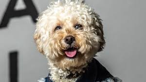 Instagram dog Coco the Peekapoo and other Insta famous pooches pose for  photo shoot