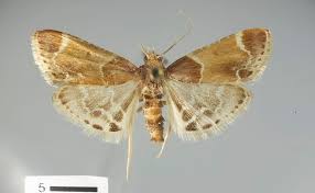 Image result for Pyralis farinalis