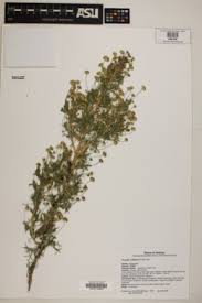 Image result for Euryops subcarnosus