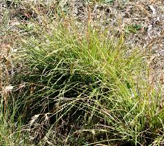 Image result for Themeda triandra