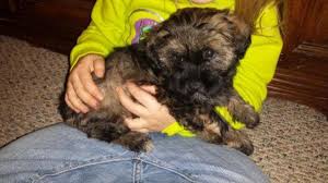 All of our teddy bear puppies are bred from quality parents. Teddybear Puppies For Sale In Sun Prairie Wisconsin Classified Americanlisted Com