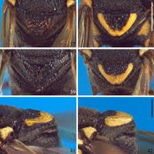 Image result for Trimeria