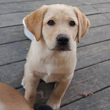 View the pictures below, and if interested, get in touch for further information regarding current availability and pricing. Yellow Lab Puppies For Sale Online Shopping Mall Find The Best Prices And Places To Buy