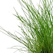 Image result for Xyris parvula