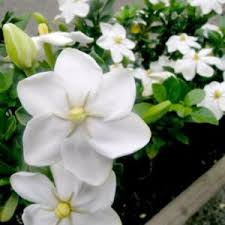 Image result for Feretia aeruginescens