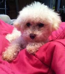 Pretty Lil Bichon In Pink Bichon Dog Super Cute Puppies Bichon