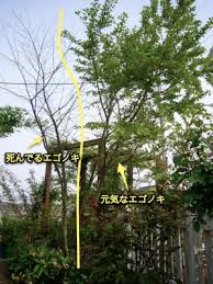 エゴノキとナニワイバラ ７匹のネコとおむつの嫌いなしっぽの天使 楽天ブログ