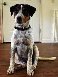 They also suffer from hip dysplasia. Cajun A Catahoula Blue Heeler Puppy S Web Page