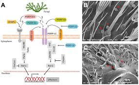Check spelling or type a new query. Frontiers Peptidoglycan Recognition Proteins Pgrps Modulates Mosquito Resistance To Fungal Entomopathogens In A Fungal Strain Specific Manner Cellular And Infection Microbiology