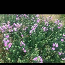 Blomsten dufter svagt af moskus. Moskus Katost Observation Nb 3437539 Naturbasen