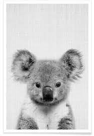 Nach den aktuellsten trends werden kinderzimmer eher minimalistisch eingerichtet und dekoriert, damit die kleinsten ihrer fantasie ungestört freien lauf lassen können. Koala Schwarz Weiss Fotografie Poster Juniqe