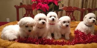 Have your puppy transported to you via car or van. Bichon Frise Breeders In Florida Bichon Frise Puppies Price In Florida
