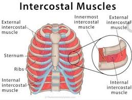 Found On Bing From Brainly In Muscle Muscular System Anatomy Heart And Lungs Diagram