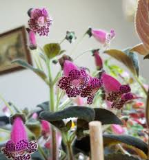 Image result for Kohleria