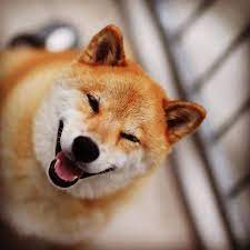 meet maru the smiliest dog in japan happy dogs shiba inu dog shiba inu