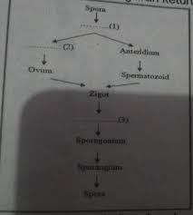 Susunlah skema pergiliran keturunan metagenesis pada tumbuhan paku pteridophyta. Spota7 Perhatikan Skema Pergiliran Keturunan Pada Tanaman Paku Tahapan Yang Ditunjukkan Nomor 1 2 Brainly Co Id