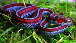 25 animais com cores incriveis e que mais parecem de outro planeta serpentes venenosas fotos de cobras belas cobras
