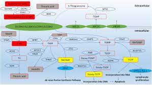 The level of hair loss though will be dependent on some very key factors. Frontiers Revisiting The Role Of Thiopurines In Inflammatory Bowel Disease Through Pharmacogenomics And Use Of Novel Methods For Therapeutic Drug Monitoring Pharmacology