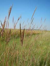 Image result for Andropogon schirensis