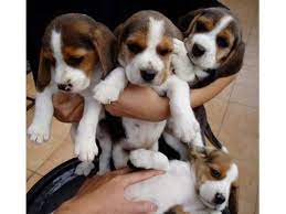 Stunning Beagle Puppies For Sale Beagle Puppy Cute Beagles Beagle Dog