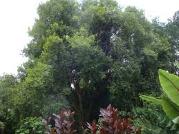 Image result for Elaeodendron croceum