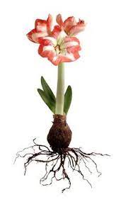 Instructions For Using Fertilizer For Amaryllis Amaryllis Plant Amaryllis Flowers Amaryllis Bulbs