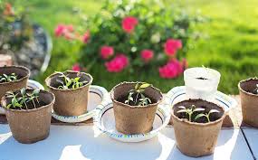 Grows well in bright, filtered light but keeping it in the morning sun once in a while will keep it looking good. Dammann S Garden Company Your Indiana Seeding Calendar