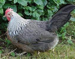 We did not find results for: Dorking Silver Leghorn Or Pic Heavy Backyard Chickens Learn How To Raise Chickens