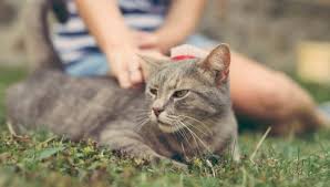 Brushing your cat can also reduce the number of hairballs she hacks up. Do Domestic Shorthair Cats Shed A Lot My British Shorthair