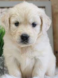 Golden retriever puppies mn rescue. Jenni Golden Retriever Puppy 597973 Puppyspot Retriever Puppy White Golden Retriever Puppy Puppies