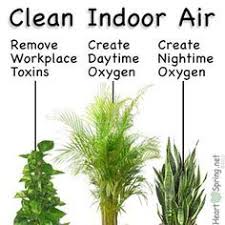 Plants Are Used To Clean Indoor Air Pollution Create Fresh Air See Kamal Meattle In Ted Too This Is Very Intere Plants Inside Plants Indoor Plants Clean Air
