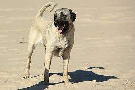 Kangal Dog Complete Breed Guide Temperament Lifespan And Facts All Things Dogs