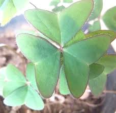 Image result for Oxalis anthelmintica