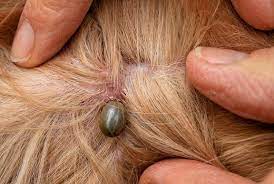 How to tell if your dog has a tick and what to do about it. Ticks What You Need To Know Vetcare Pet Hospital