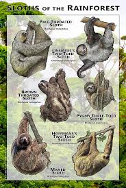 Sloths Of The Rainforests Poster Etsy In 2021 Sloth Rainforest Animals Rainforest